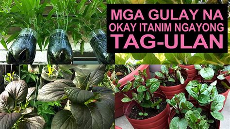 paso ng halaman in english google translate|paso in English .